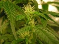post-732-1280428711,2287_thumb.jpg