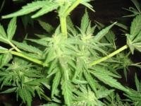 post-3668-1311349505,6853_thumb.jpg
