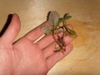 post-3833-1310076921,1394_thumb.jpg