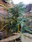 post-4493-1310586891,3519_thumb.jpg