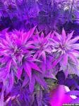 post-4493-1310822234,5749_thumb.jpg