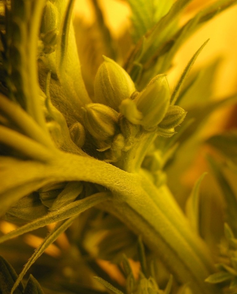 post-11778-0-91647600-1341549588_thumb.jpg
