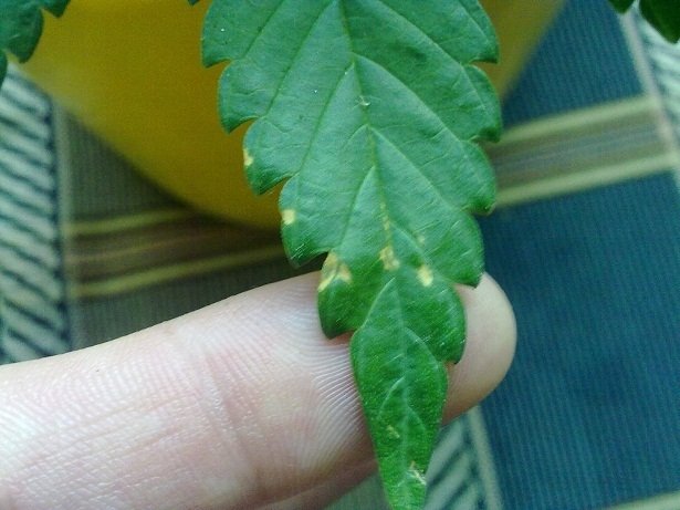 post-11879-0-77610000-1341203911_thumb.jpg