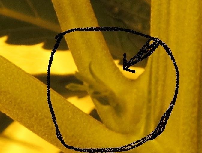 post-12122-0-74284100-1342532534_thumb.jpg