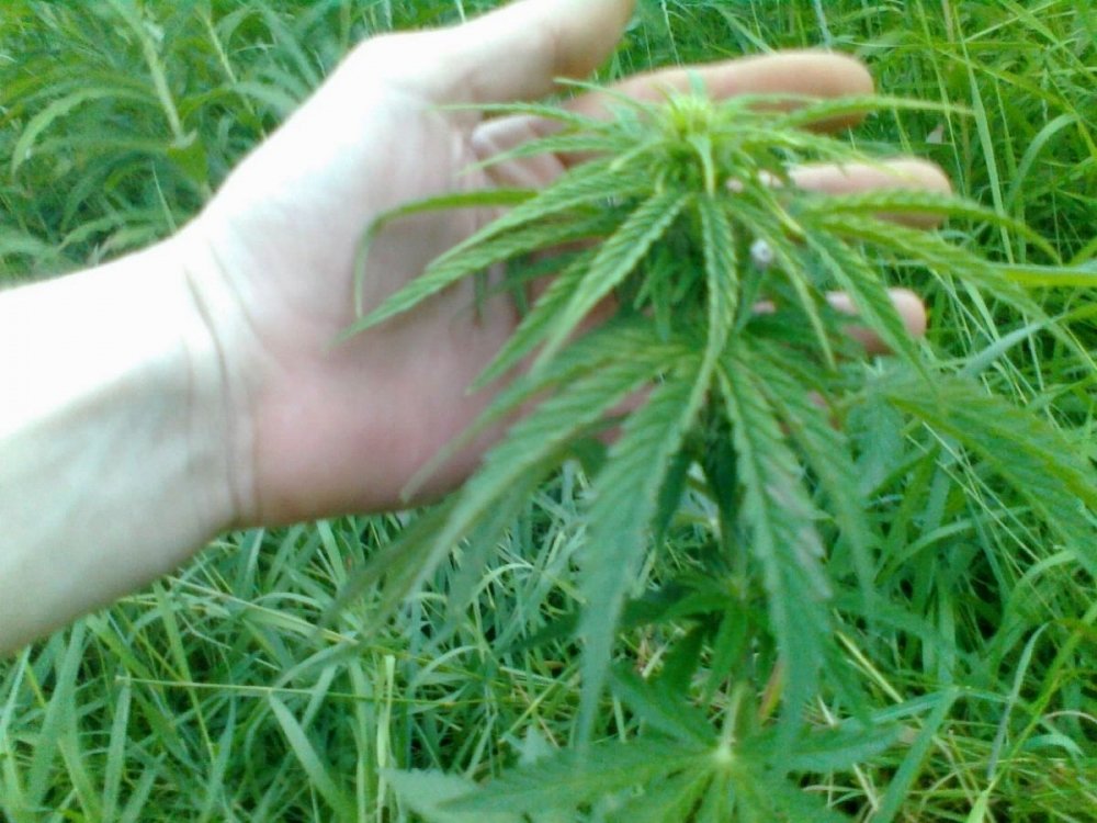 post-3833-0-19294600-1341960808_thumb.jpg