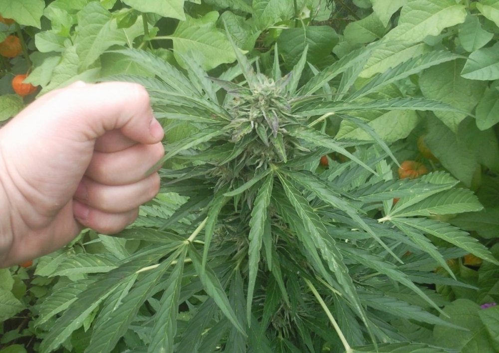 post-14441-0-66257500-1375013412_thumb.jpg