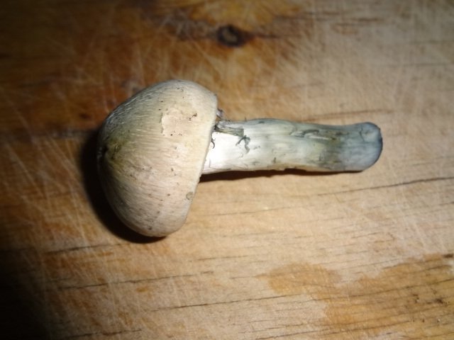 post-15567-0-73294100-1372764357_thumb.jpg