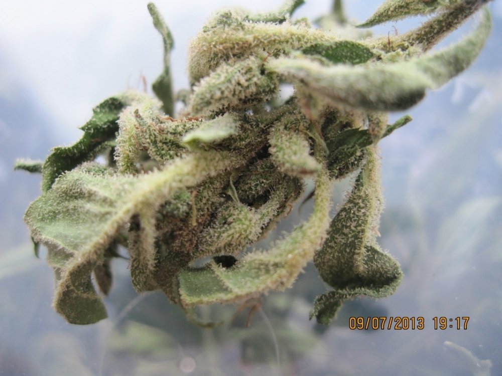 post-3643-0-72280700-1373387017_thumb.jpg
