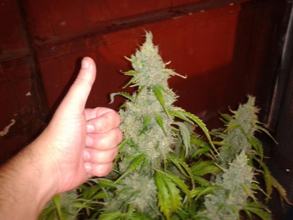 post-5402-0-24820700-1374740680_thumb.jpg