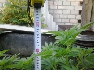 post-14503-0-88257700-1404787261_thumb.jpg