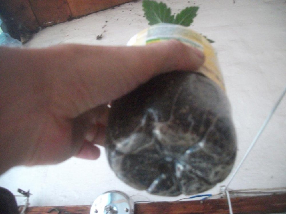 post-20433-0-98314500-1404639101_thumb.jpg
