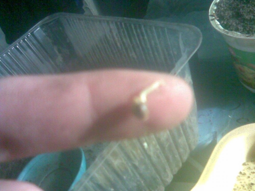 post-21279-0-64586600-1405339356_thumb.jpg