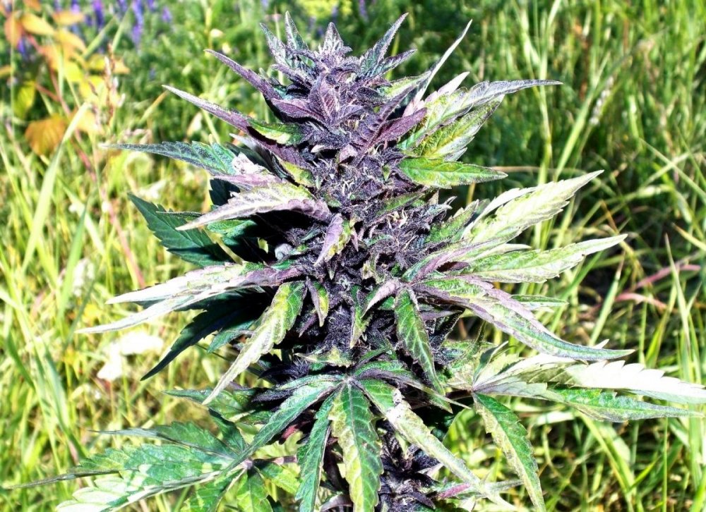 post-3833-0-00921100-1405950393_thumb.jpg