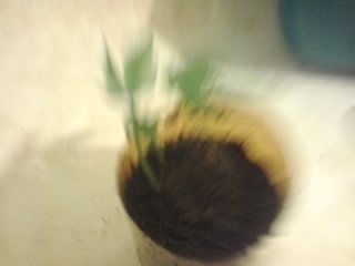 post-14503-0-18091800-1435906028_thumb.jpg