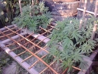 post-14503-0-26188700-1436412806_thumb.jpg