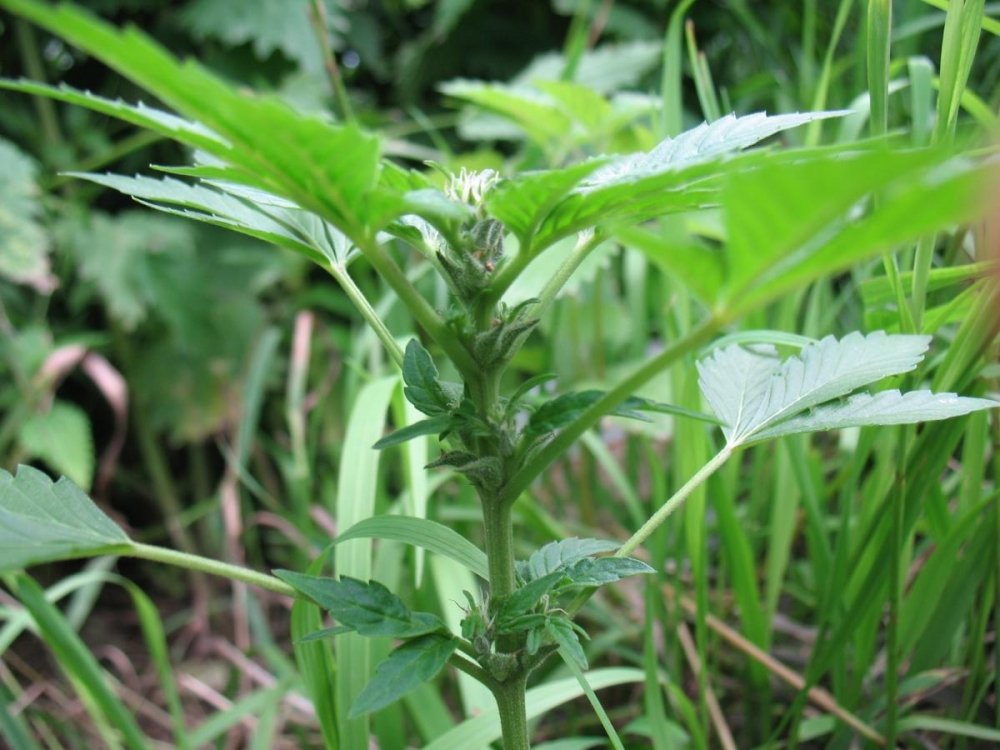 post-23221-0-87698900-1436879348_thumb.jpg
