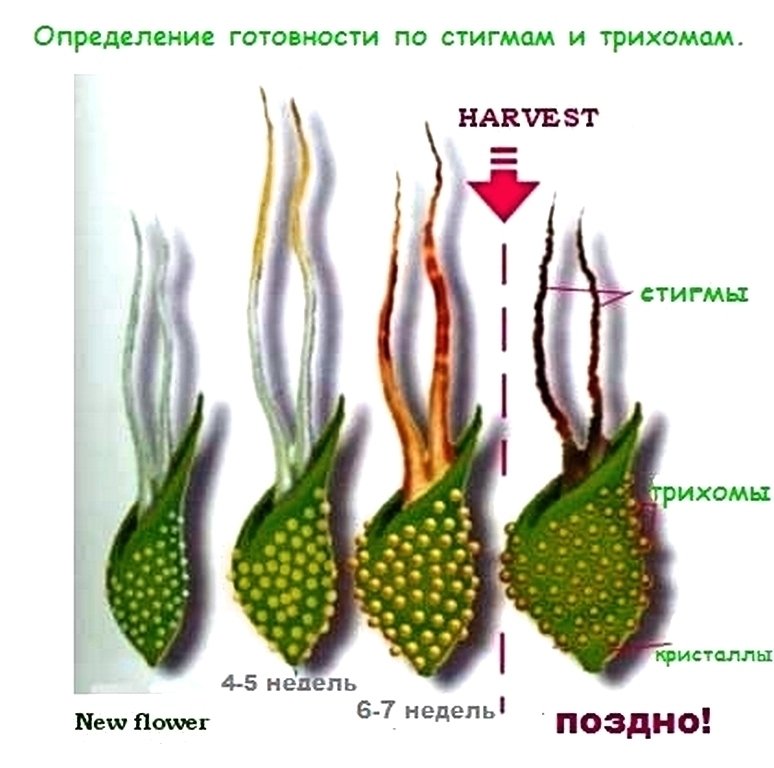 post-24752-0-71007200-1436701507_thumb.jpg