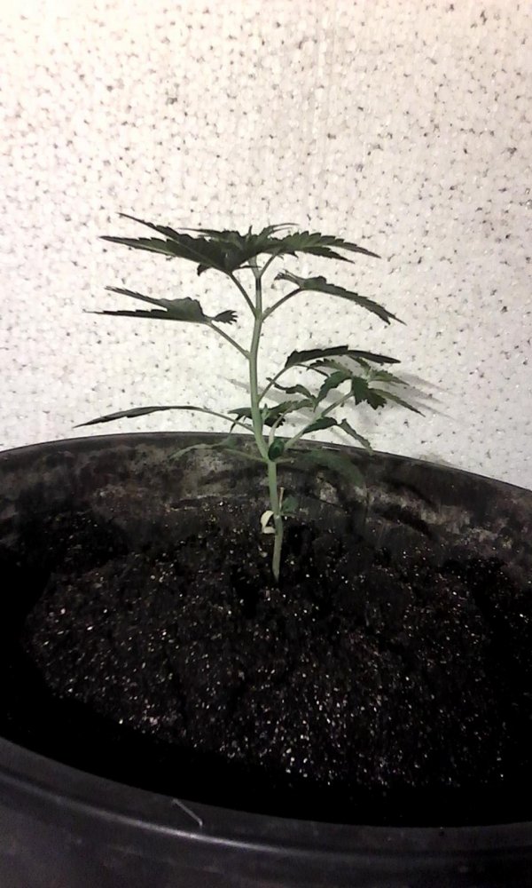 post-28819-0-06514000-1437659744_thumb.jpg