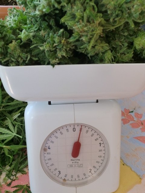 post-22943-0-69464600-1468315263_thumb.jpg