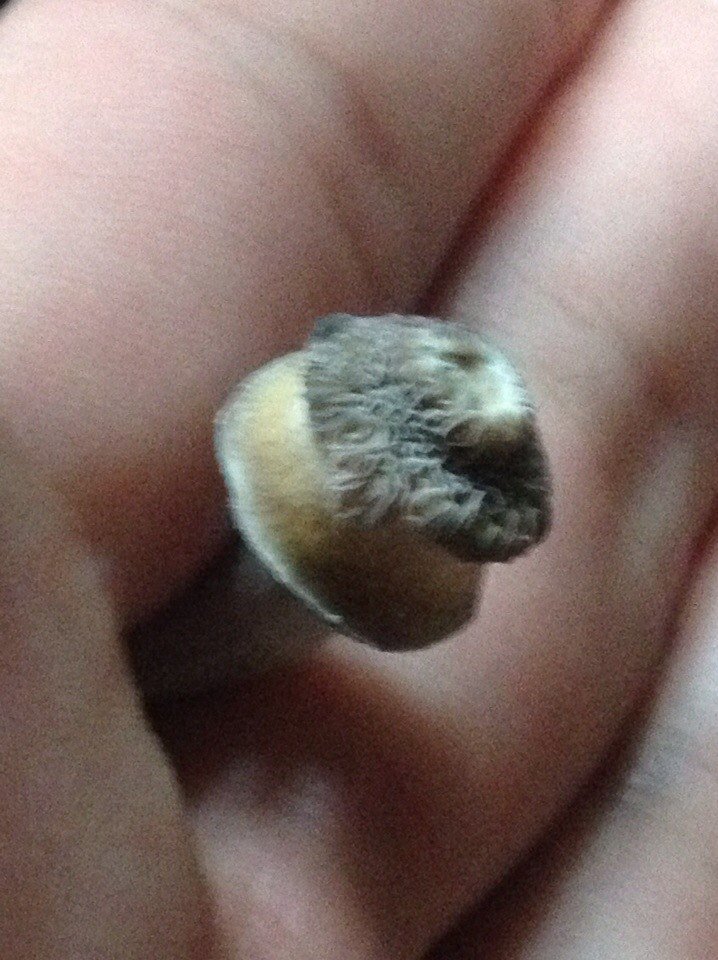 post-33275-0-05336700-1469022363_thumb.jpg