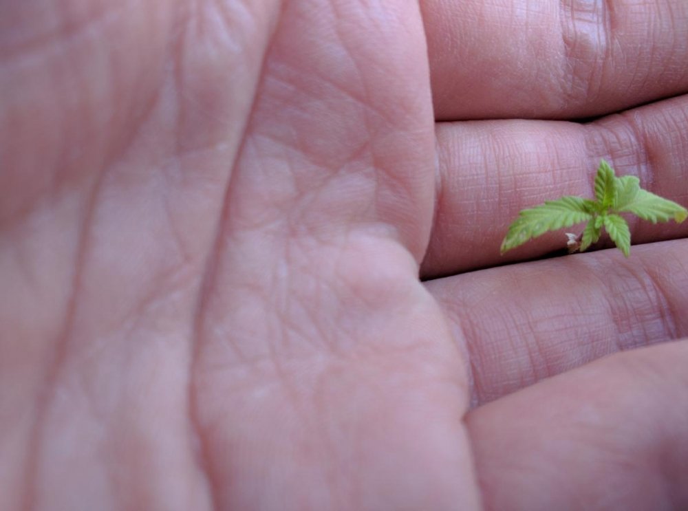 post-35939-0-62016100-1467545548_thumb.jpg
