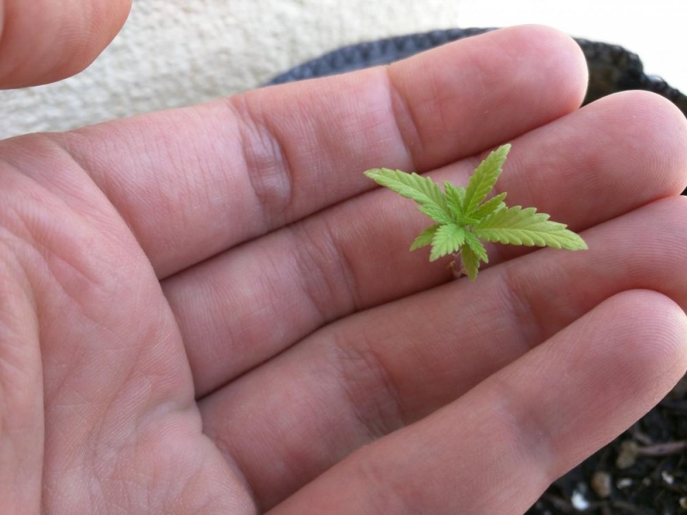 post-35939-0-82152100-1467545529_thumb.jpg
