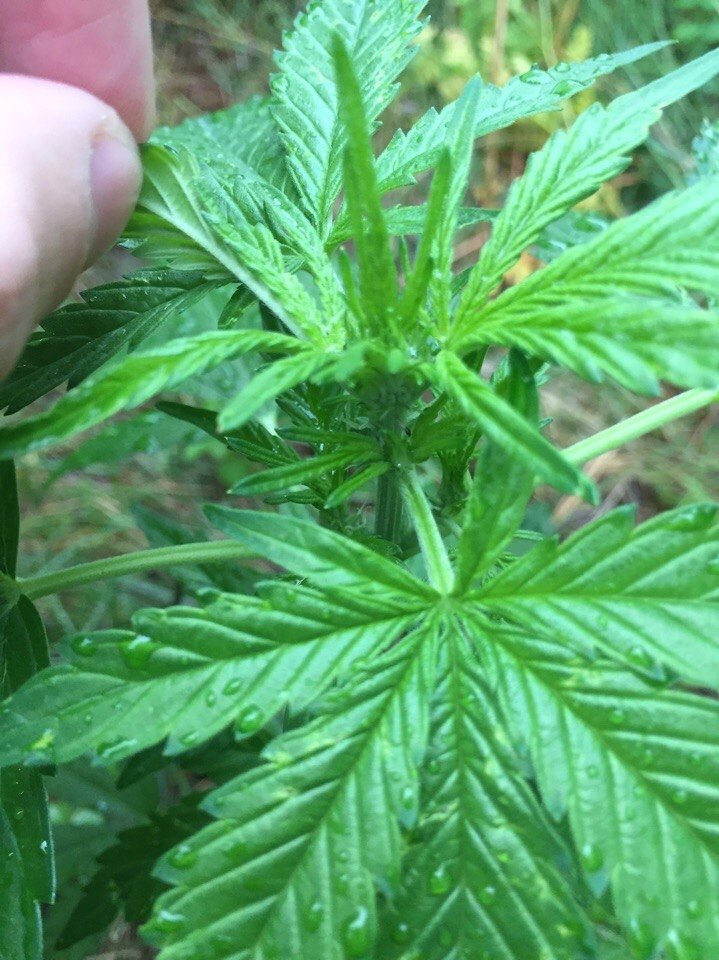 post-36481-0-73622200-1499021286_thumb.jpg