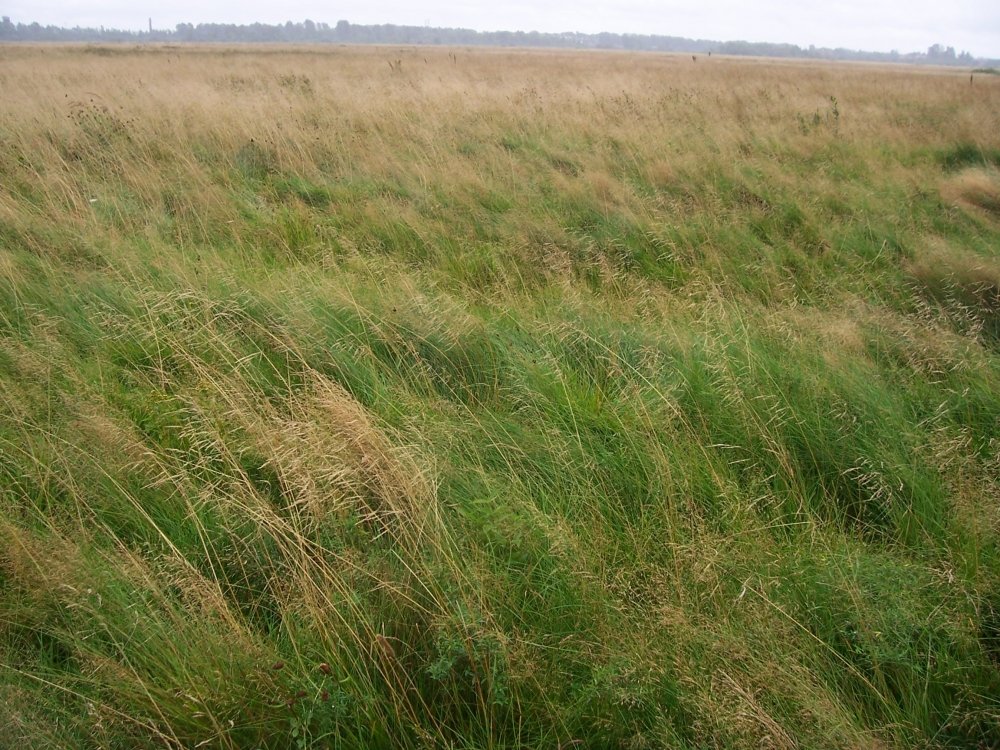 100_2520.JPG