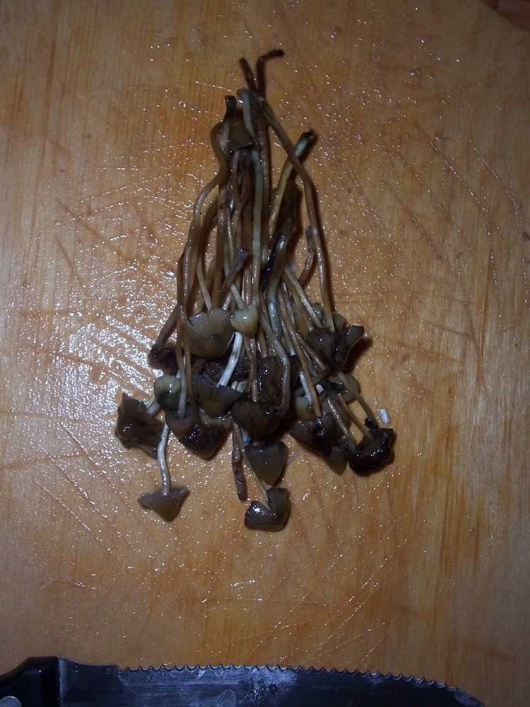 100_2532.JPG