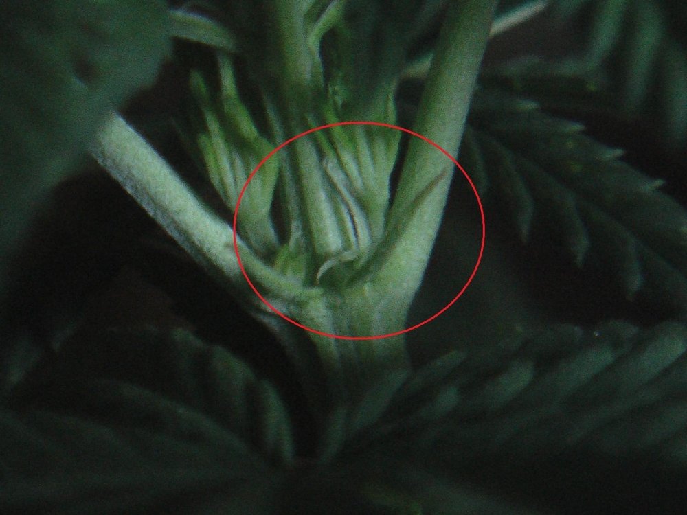 post-973-1251459578_thumb.jpg