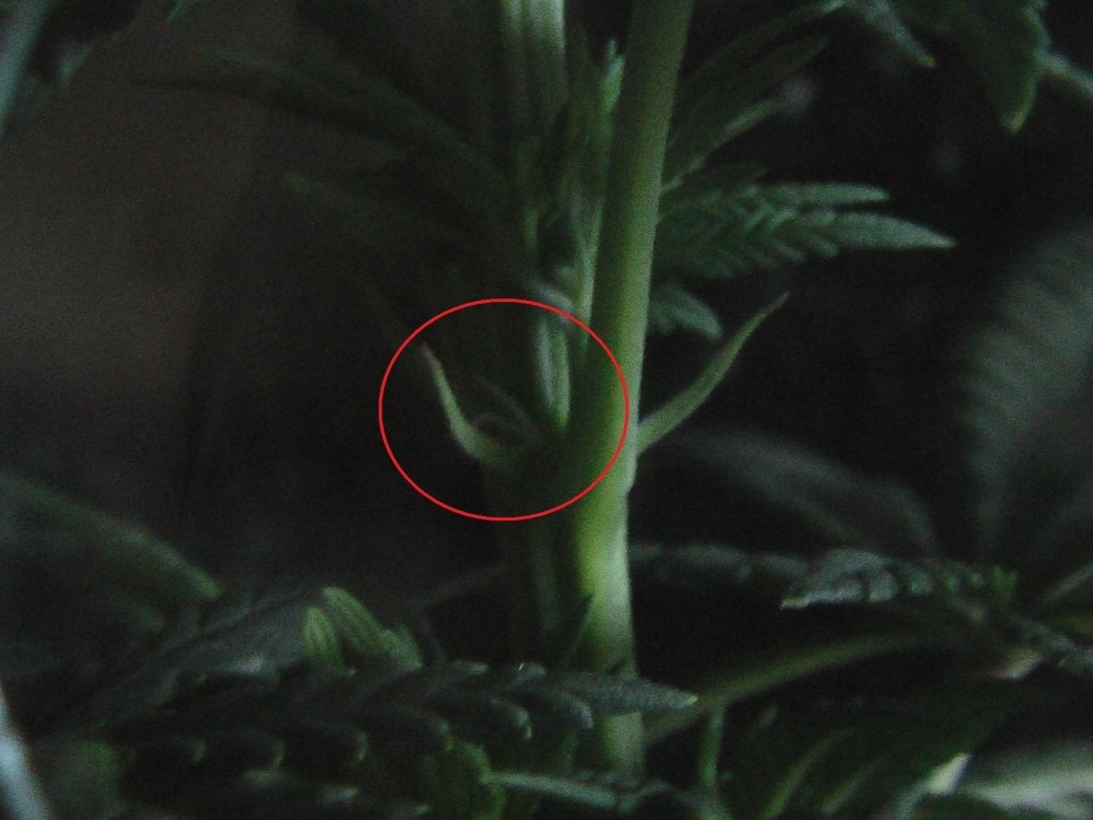 post-973-1251459589_thumb.jpg