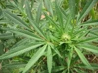 post-1670-1283187371,0466_thumb.jpg
