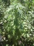 post-2109-1313564548,7581_thumb.jpg