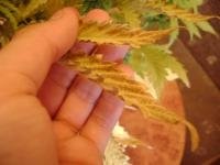 post-3022-1312440096,2749_thumb.jpg