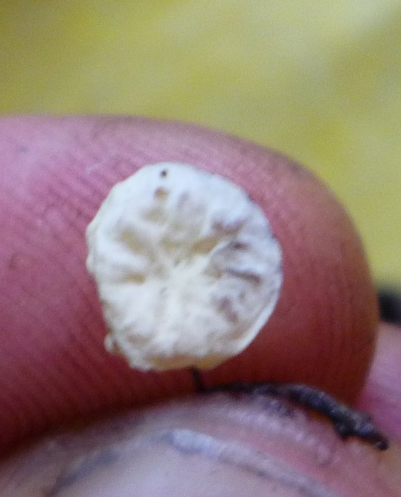 post-12221-0-96040700-1346299548_thumb.jpg