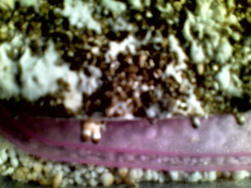 post-3833-0-22263300-1343896376_thumb.jpg