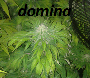 post-5455-0-26653100-1344518310_thumb.png