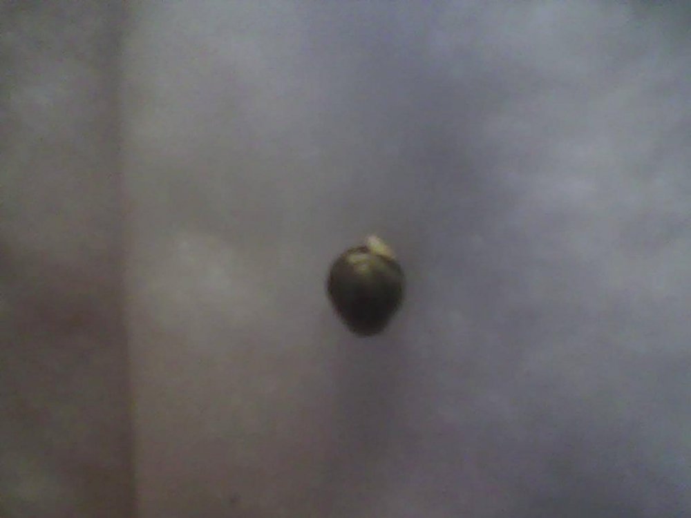 post-1214-0-45015700-1376237960_thumb.jpg