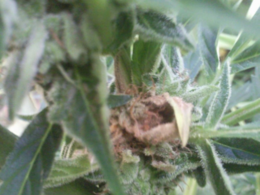 post-14441-0-73415400-1376065502_thumb.jpg