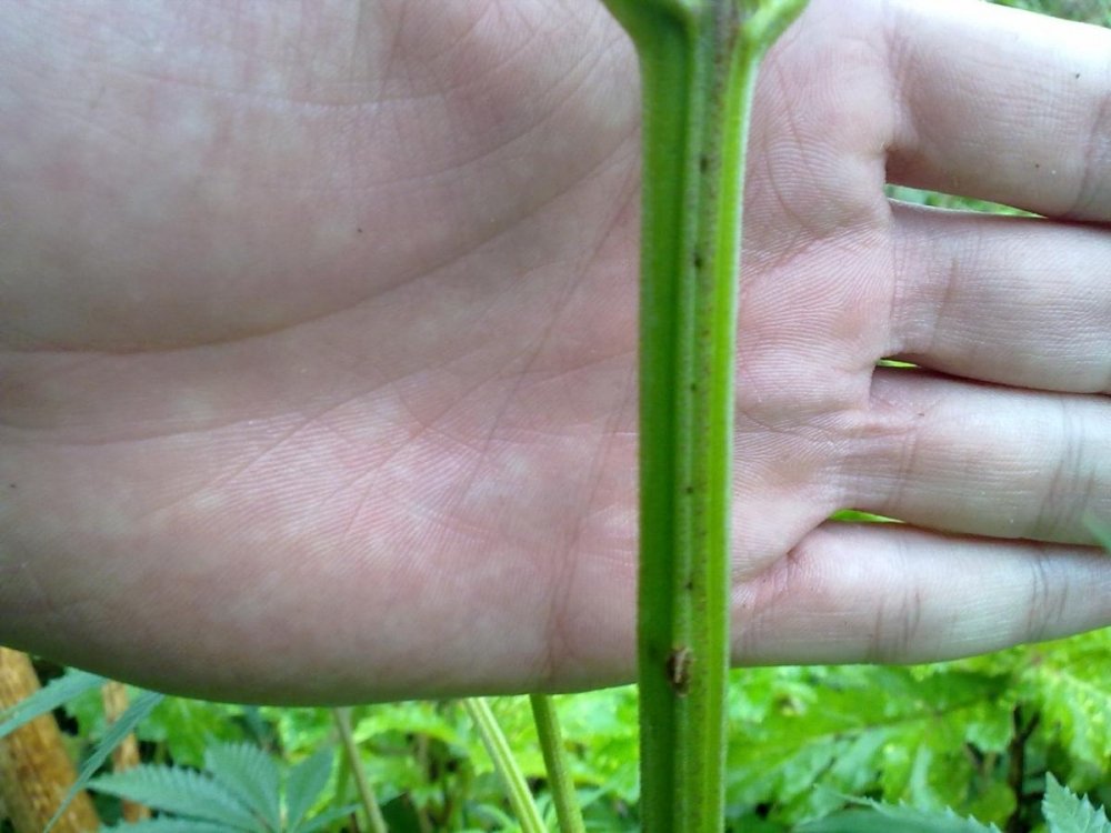 post-17151-0-18910900-1377361851_thumb.jpg