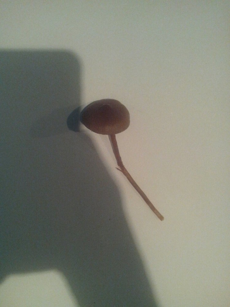 post-17545-0-07167900-1377977489_thumb.jpg