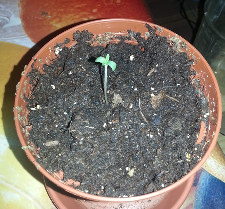 post-5455-0-65872800-1375977963_thumb.png