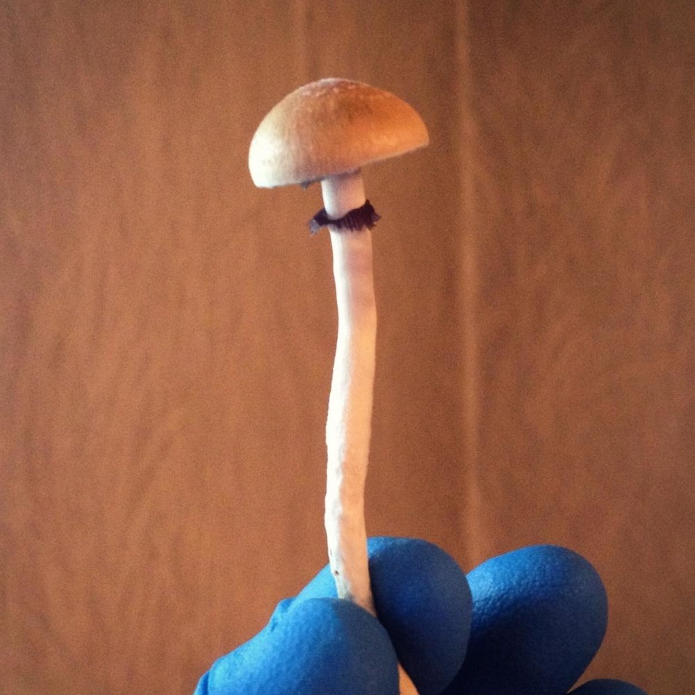 post-19646-739176_thumb.jpg