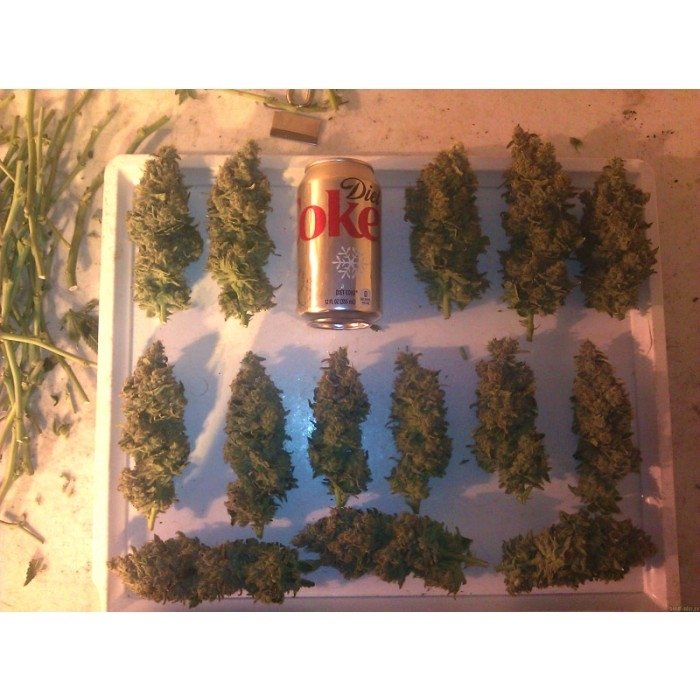 paradise_seeds_acid_1.jpg