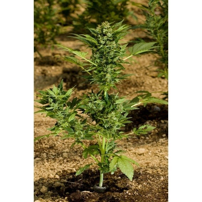 paradise_seeds_automaria_ii.jpg