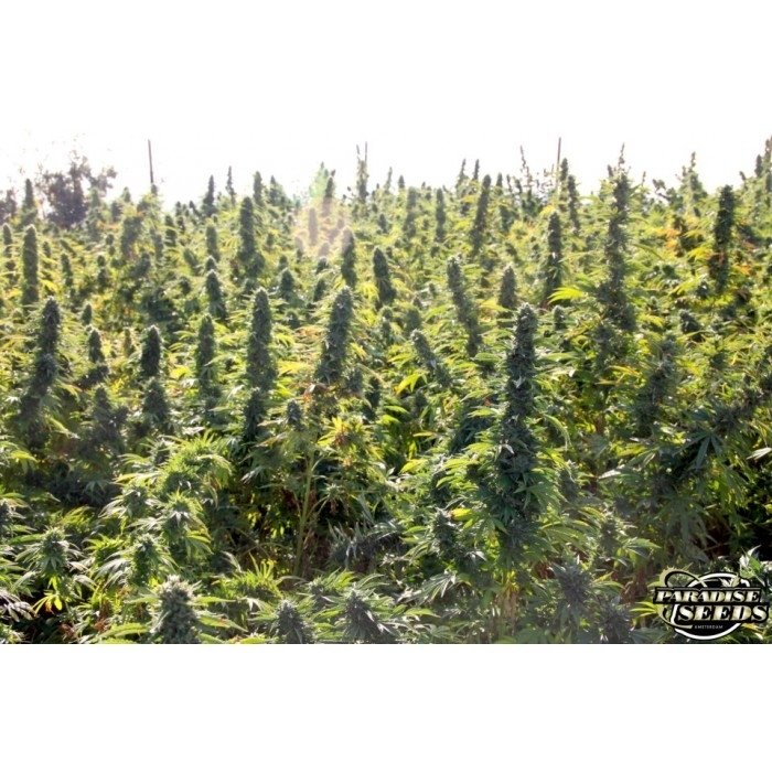 paradise_seeds_delahaze-6.jpg