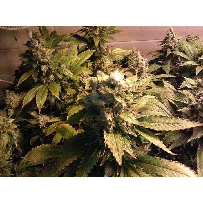 paradise_seeds_acid_2.jpg