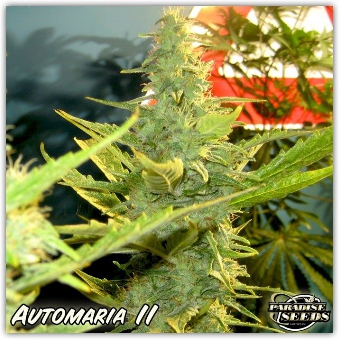 paradise_seeds_automaria_ii_2.jpg