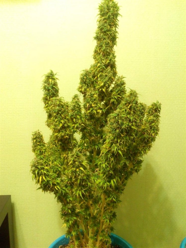 post-16370-0-42613800-1440856662_thumb.jpg