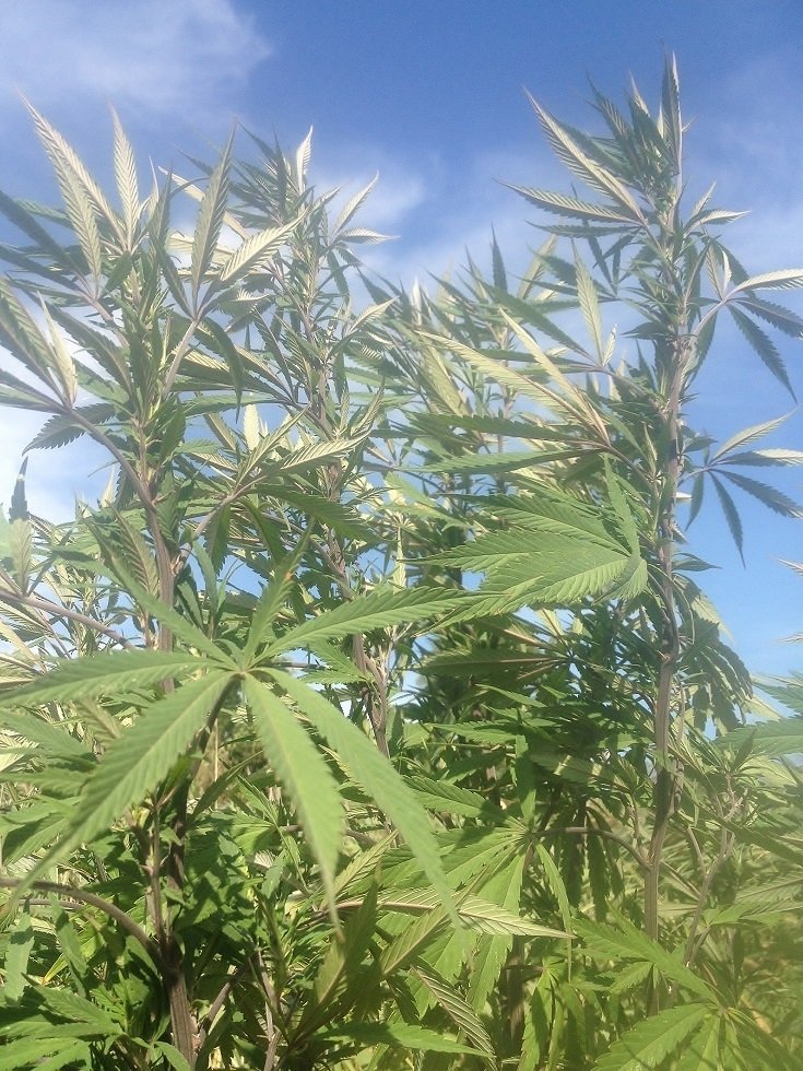 post-2109-0-02359800-1440492091_thumb.jpg